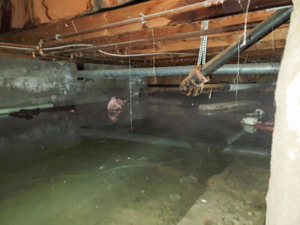 Best Basement water damage restoration  in Venice, IL