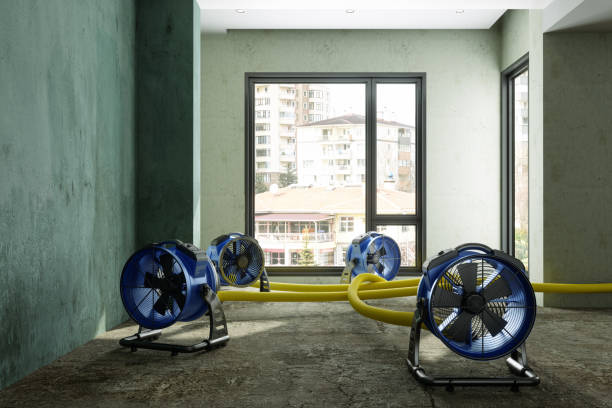 Best Mold removal after water damage  in Venice, IL